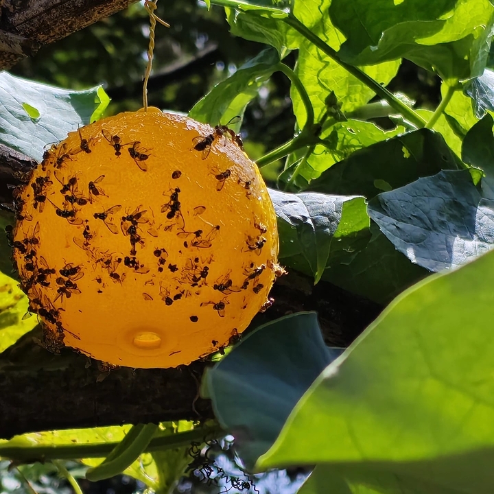 Finished physical pest trapping products